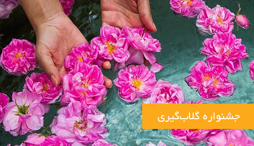 جشنواره گلابگیری